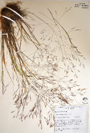  ( - 03-JMS-0272)  @11 [ ] Copyright (2007) University of Alberta Herbarium Unspecified