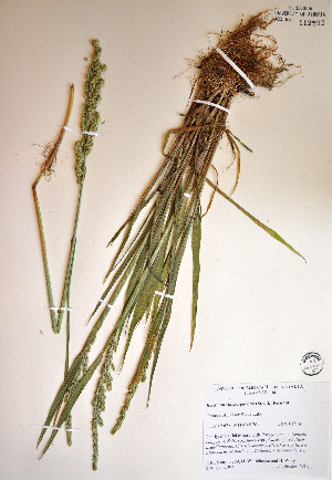 ( - 03-JMS-0269)  @11 [ ] Copyright (2007) University of Alberta Herbarium Unspecified