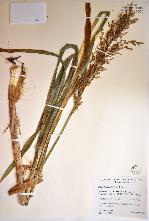  ( - 02-JMS-0108)  @11 [ ] Copyright (2007) University of Alberta Herbarium Unspecified