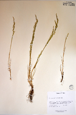  ( - 04-PMP-18460)  @11 [ ] Copyright (2007) University of Alberta Herbarium Unspecified