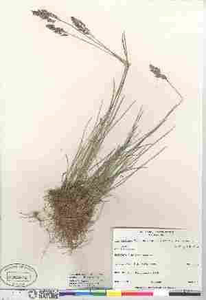  (Poa cusickii ssp epilis - Darbyshire_3903)  @11 [ ] Copyright (2010) Canadian Museum of Nature Canadian Museum of Nature