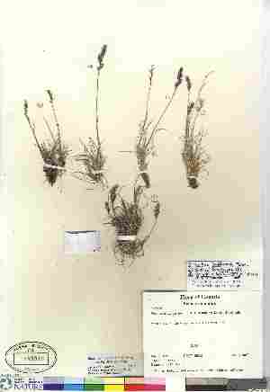  (Festuca baffinensis - 07-DPQC-0026C)  @11 [ ] Copyright (2010) Canadian Museum of Nature Canadian Museum of Nature