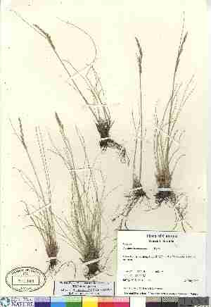  (Festuca saximontana - 06-JMS-0395)  @11 [ ] Copyright (2007) Canadian Museum of Nature Unspecified