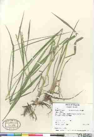  (Elymus lanceolatus riparius - 06-JMS-0483)  @11 [ ] Copyright (2007) Canadian Museum of Nature Unspecified