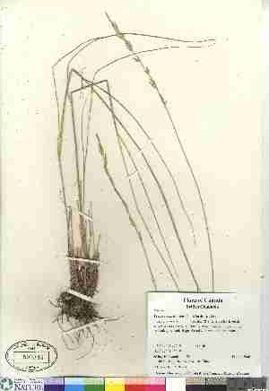  (Pseudoroegneria spicata ssp inermis - 06-JMS-0585)  @11 [ ] Copyright (2007) Canadian Museum of Nature Unspecified