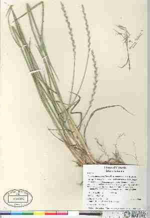  (Thinopyrum intermedium - 06-JMS-0641)  @11 [ ] Copyright (2007) Canadian Museum of Nature Unspecified