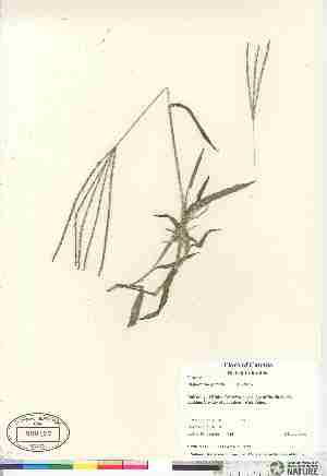  (Digitaria sanguinalis - 06-JMS-0753)  @11 [ ] Copyright (2007) Canadian Museum of Nature Unspecified
