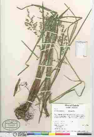  (Glyceria canadensis - 06-JMS-0742)  @11 [ ] Copyright (2010) Canadian Museum of Nature Canadian Museum of Nature