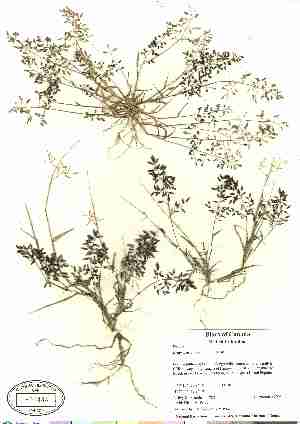  (Eragrostis minor - 06-JMS-0785)  @11 [ ] Copyright (2007) Canadian Museum of Nature Unspecified