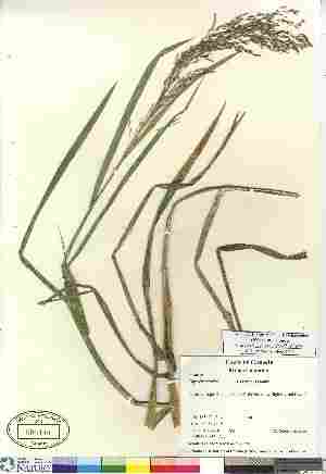  (Glyceria maxima - 06-JMS-0780)  @11 [ ] Copyright (2010) Canadian Museum of Nature Canadian Museum of Nature