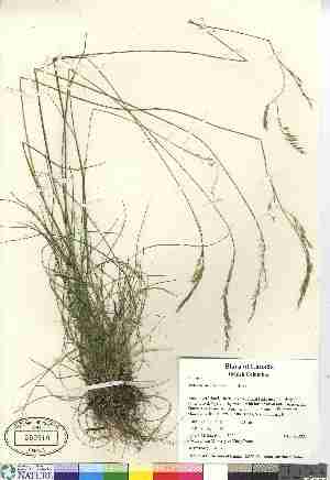  (Festuca occidentalis - 07-JMS-0873)  @11 [ ] Copyright (2007) Canadian Museum of Nature Unspecified