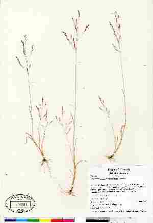  (Deschampsia danthonioides - 07-JMS-0874)  @11 [ ] Copyright (2010) Canadian Museum of Nature Canadian Museum of Nature