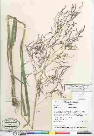  (Glyceria pulchella - 07-JMS-0983)  @11 [ ] Copyright (2010) Canadian Museum of Nature Canadian Museum of Nature