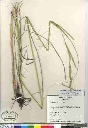  (Spartina pectinata - 07-JMS-1019)  @11 [ ] Copyright (2008) Canadian Museum of Nature Unspecified