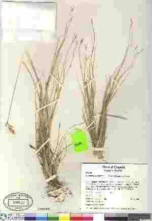  (Danthonia unispicata - 07-JMS-1061)  @11 [ ] Copyright (2010) Canadian Museum of Nature Canadian Museum of Nature