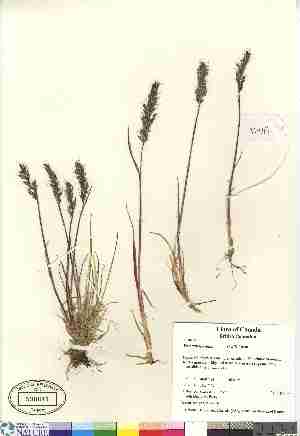  (Trisetum spicatum - 07-JMS-1232)  @11 [ ] Copyright (2007) Canadian Museum of Nature Unspecified