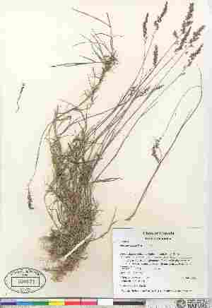  (Agrostis stolonifera - 07-JMS-1241)  @11 [ ] Copyright (2010) Canadian Museum of Nature Canadian Museum of Nature