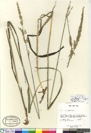  (Arctagrostis latifolia ssp arundinacea - 04-PMP-18506)  @11 [ ] Copyright (2007) Canadian Museum of Nature Unspecified