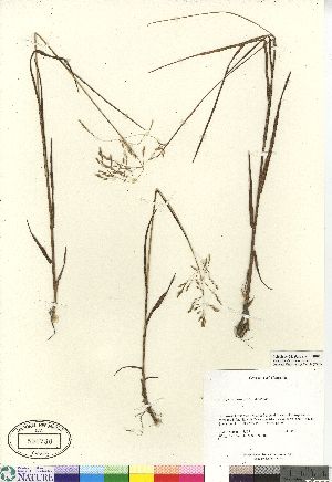  (Arctophila fulva - 04-PMP-18565)  @11 [ ] Copyright (2007) Canadian Museum of Nature Unspecified