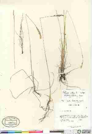  (Festuca rubra ssp arctica - 04-PMP-18535)  @11 [ ] Copyright (2007) Canadian Museum of Nature Unspecified