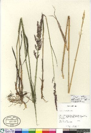  (Arctagrostis latifolia ssp arundinacea - 04-PMP-18515)  @11 [ ] Copyright (2007) Canadian Museum of Nature Unspecified