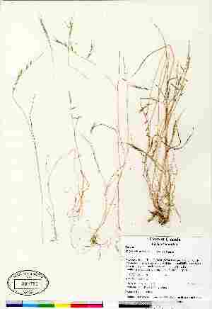  (Vulpia microstachys - 07-JMS-0872)  @11 [ ] Copyright (2010) Canadian Museum of Nature Canadian Museum of Nature