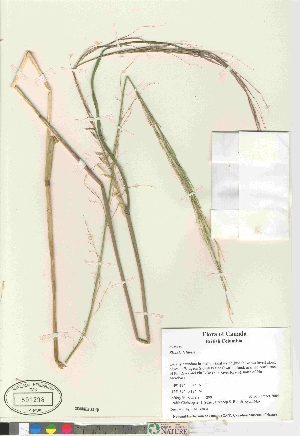  (Zizania palustris - 03-JMS-0299)  @11 [ ] Copyright (2010) Canadian Museum of Nature Canadian Museum of Nature