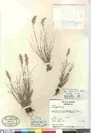 (Poa cusickii ssp pallida - Saarela_376)  @11 [ ] Copyright (2010) Canadian Museum of Nature Canadian Museum of Nature