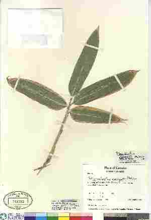  (Pleioblastus variegatus - Saarela_800)  @11 [ ] Copyright (2010) Canadian Museum of Nature Canadian Museum of Nature