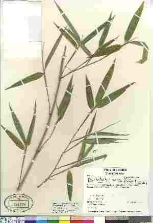  (Phyllostachys aurea - Saarela_777)  @11 [ ] Copyright (2010) Canadian Museum of Nature Canadian Museum of Nature