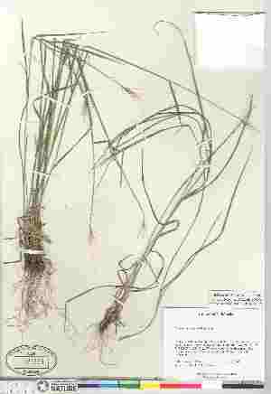 (Elymus elymoides ssp californicus - 06-PMP-19806)  @11 [ ] Copyright (2010) Canadian Museum of Nature Canadian Museum of Nature