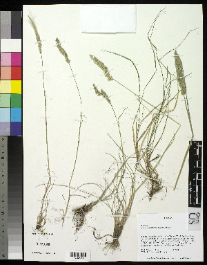  ( - 04-PMP-18354)  @11 [ ] Copyright (2007) United States National Herbarium, Smithsonian Institution Unspecified