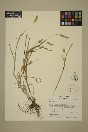  ( - 06-JMS-0764)  @11 [ ] Copyright (2010) University of British Columbia Herbarium University of British Columbia