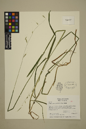  (Pleuropogon refractus - 07-JMS-0888)  @11 [ ] Copyright (2010) University of British Columbia Herbarium University of British Columbia