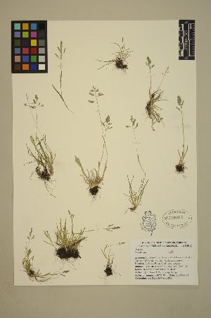  ( - 08-DPYC-06)  @11 [ ] Copyright (2010) University of British Columbia Herbarium University of British Columbia