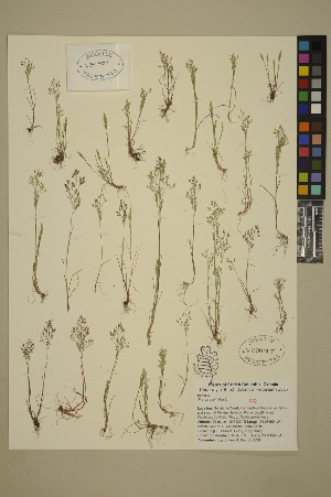 ( - 08-DPYC-09)  @11 [ ] Copyright (2010) University of British Columbia Herbarium University of British Columbia