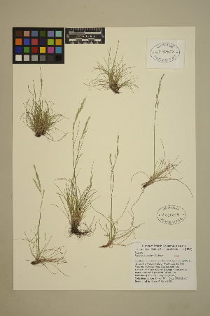  ( - 08-DPYC-10)  @11 [ ] Copyright (2010) University of British Columbia Herbarium University of British Columbia