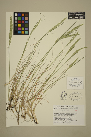  ( - 08-DPYC-14)  @11 [ ] Copyright (2010) University of British Columbia Herbarium University of British Columbia