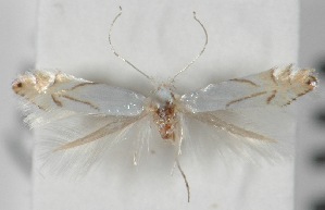  ( - CLV580812)  @13 [ ] Copyright (2012) Alain Cama Unspecified