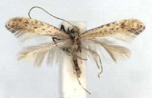  (Sabulopteryx limosella - DP09085)  @14 [ ] Copyright (2010) Jurate de Prins Research Collection of W. and J. De Prins