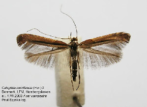 ( - DP09128)  @12 [ ] Copyright (2010) Bengt A. Bengtsson  Swedish Museum of Natural History