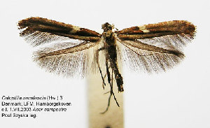  ( - DP09129)  @12 [ ] Copyright (2010) Jurate de Prins Research Collection of W. and J. De Prins