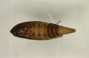  ( - NK83)  @12 [ ] Copyright (2013) Natalia Kirichenko Sukachev Institute of Forest Siberian Branch of Russian Academy of Sciences