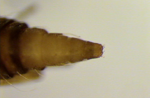  ( - NK83)  @12 [ ] Copyright (2013) Natalia Kirichenko Sukachev Institute of Forest Siberian Branch of Russian Academy of Sciences