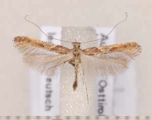  ( - CLV1525)  @12 [ ] Copyright (2011) David C. Lees Research Collection of David C. Lees