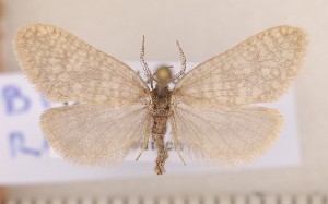  (Anaproutia raiblensis - CLV1722)  @14 [ ] Copyright (2010) David C. Lees Research Collection of David C. Lees