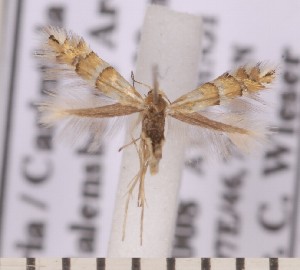  ( - CLV1921)  @12 [ ] Copyright (2011) David C. Lees Unspecified