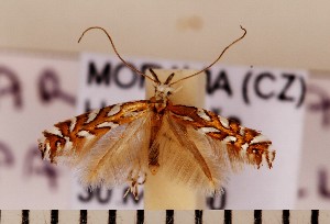  (Aristaea pavoniella - CLV1967)  @14 [ ] Copyright (2011) David C. Lees Unspecified