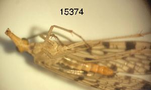  ( - ATBI000015374)  @11 [ ] by (2023) Unspecified Discover Life in America