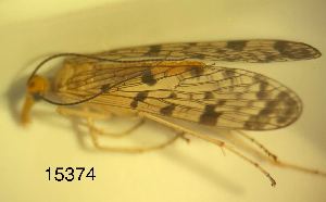  ( - ATBI000015374)  @11 [ ] by (2023) Unspecified Discover Life in America